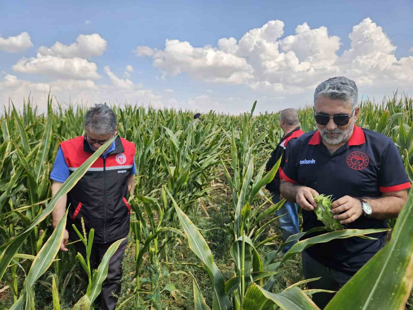 Eskişehir tohumluk üretimini 10 bin dekardan 200 bin dekara ulaştı
