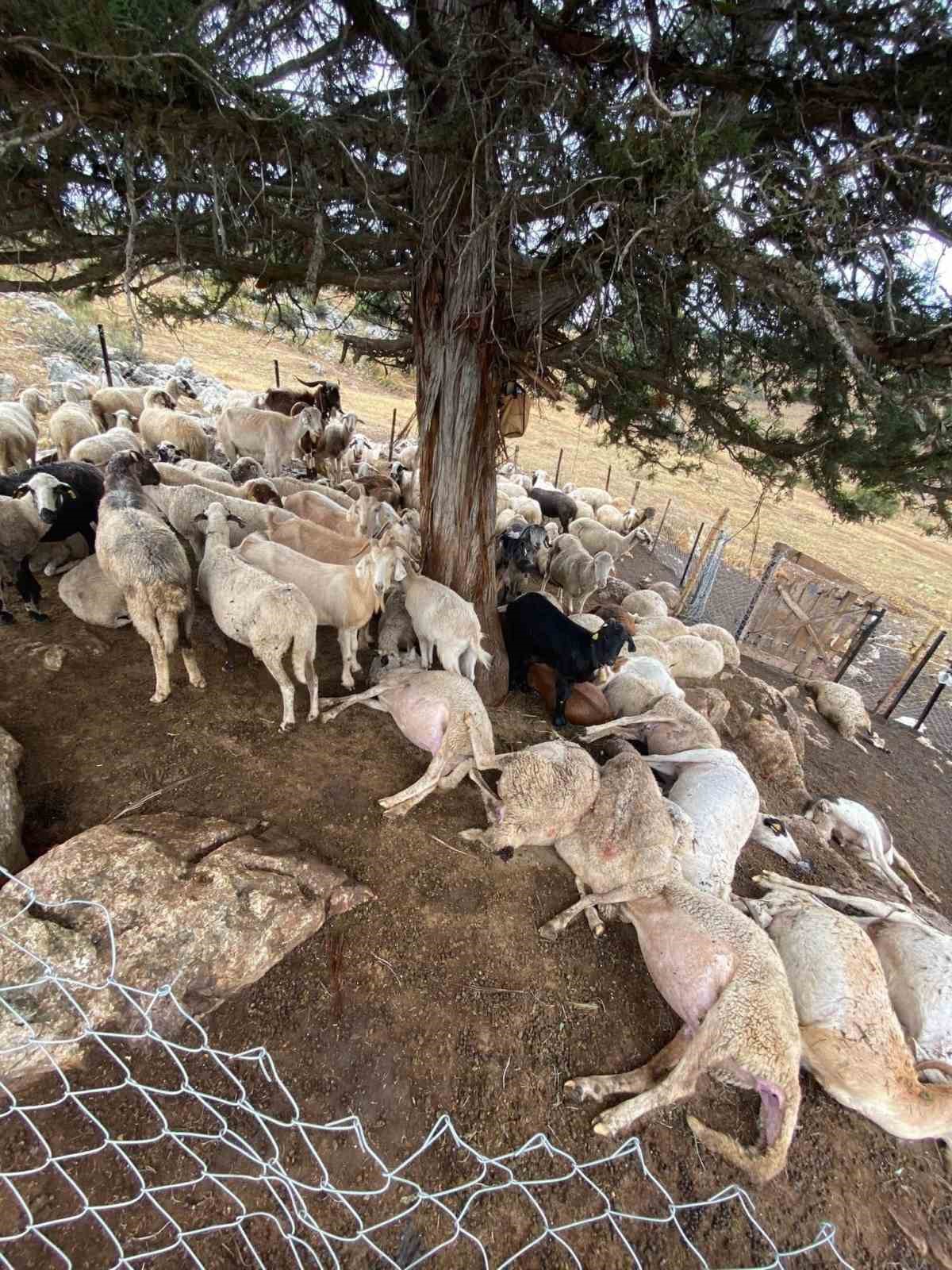 Yıldırım düşmesi sonucu 30 küçükbaş hayvan telef oldu
