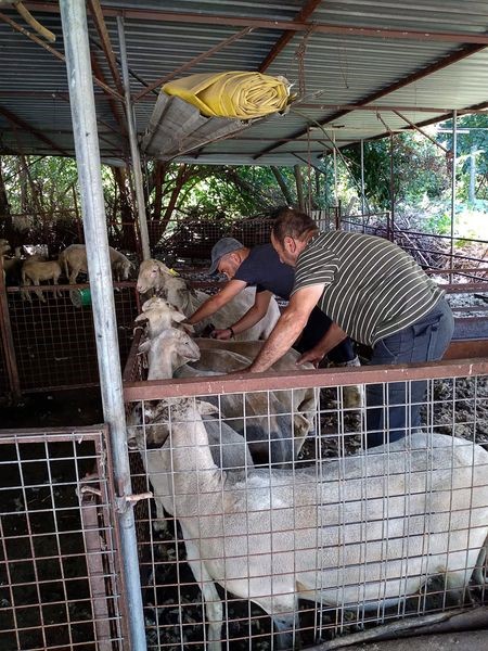 Ortaca’da hayvan sağlığı için çalışmalar devam ediyor
