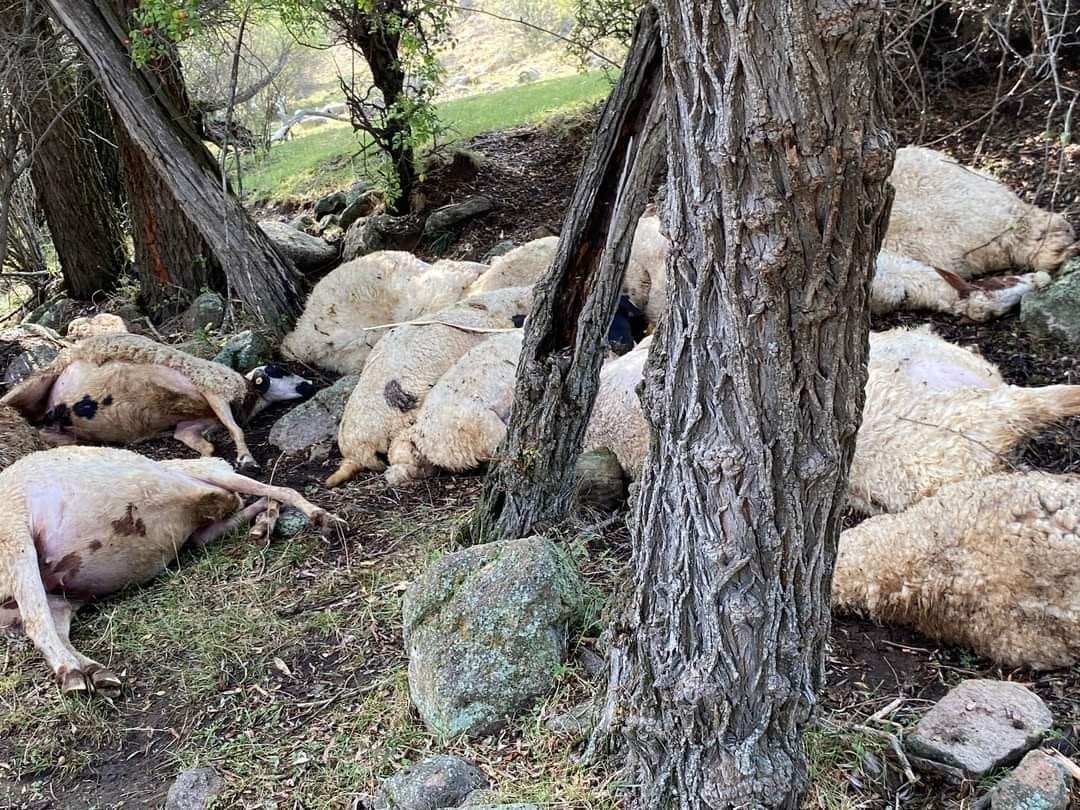 Üzerine yıldırım düşen 14 koyun telef oldu
