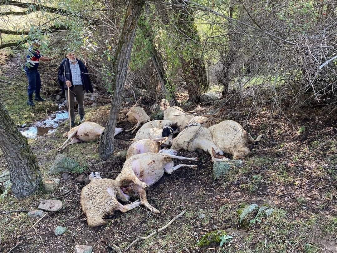 Üzerine yıldırım düşen 14 koyun telef oldu
