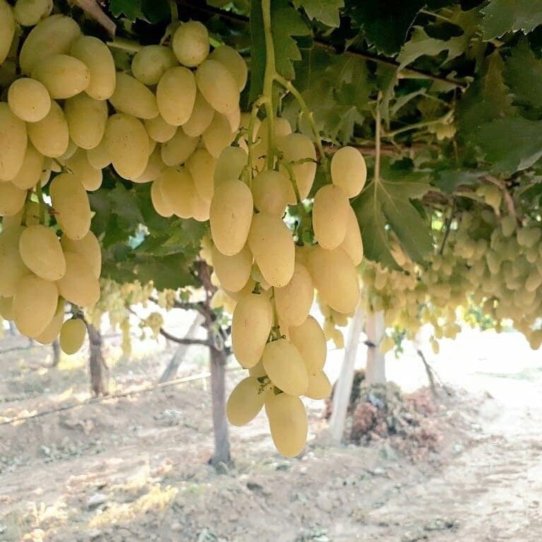 Manisa’da Mevlana Üzümü dalında 25 TL’den satılıyor
