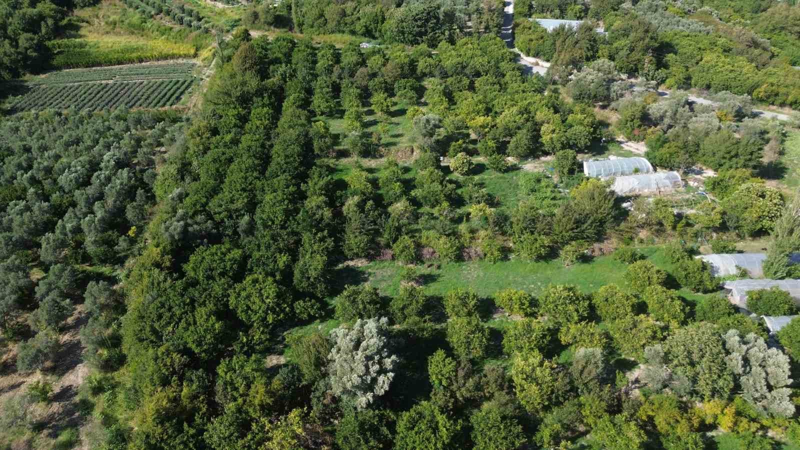 Erkenci mandalina hasadında çalışacak işçi bulamayan bahçe sahibi, 10 dönümlük bahçesinde hasada tek başına başladı
