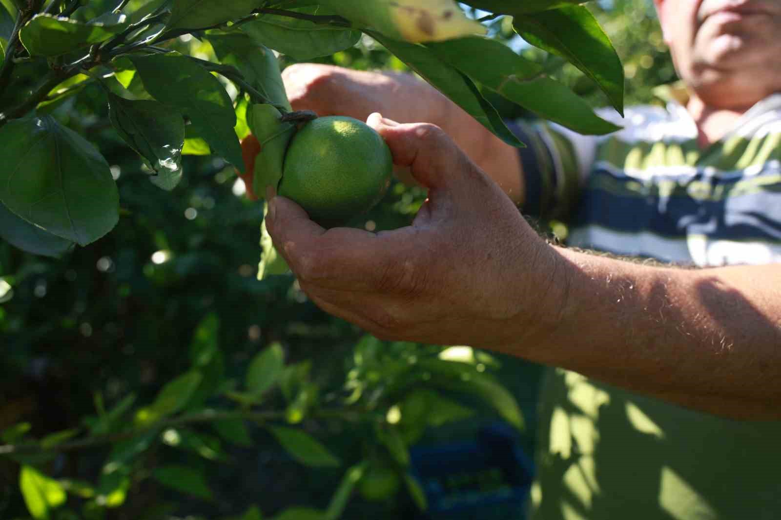 Erkenci mandalina hasadında çalışacak işçi bulamayan bahçe sahibi, 10 dönümlük bahçesinde hasada tek başına başladı
