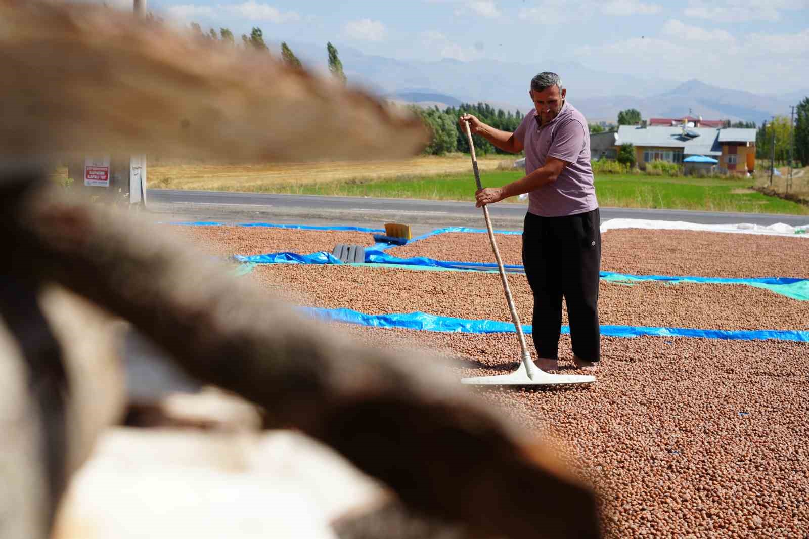 Fındığın zorlu mesaisi: Trabzon’da binbir emekle toplanan fındıklar komşu il Bayburt’ta kurutuluyor
