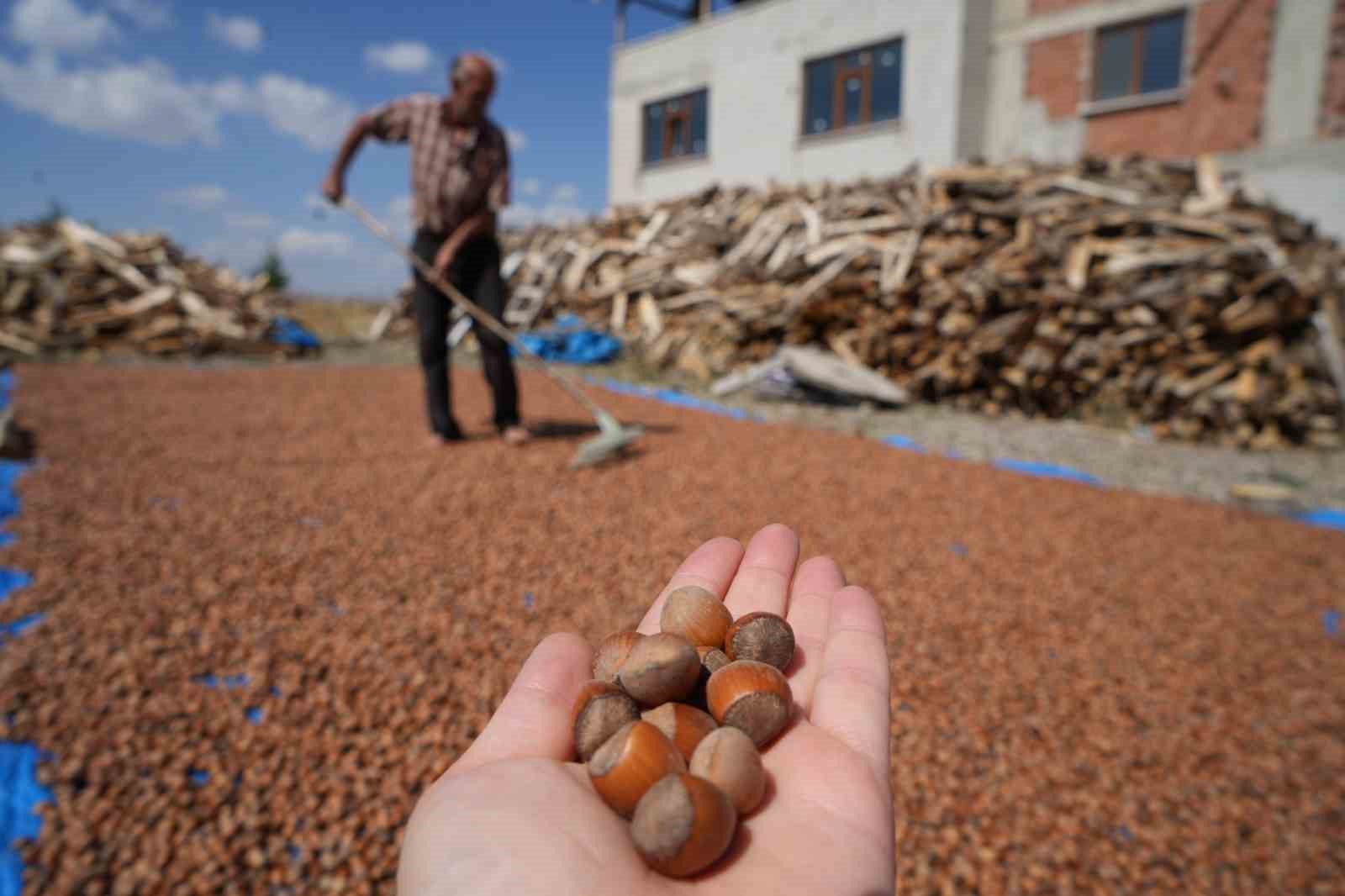 Fındığın zorlu mesaisi: Trabzon’da binbir emekle toplanan fındıklar komşu il Bayburt’ta kurutuluyor
