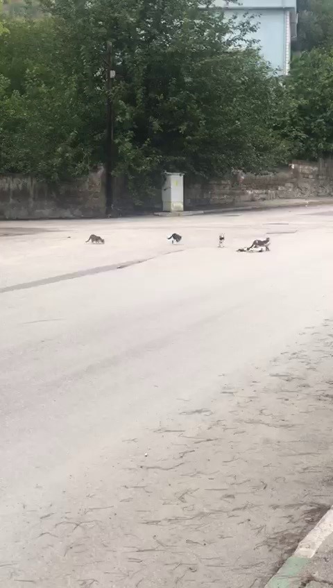 Yavru kedi ölen annesinin başında bir an olsun ayrılmadı
