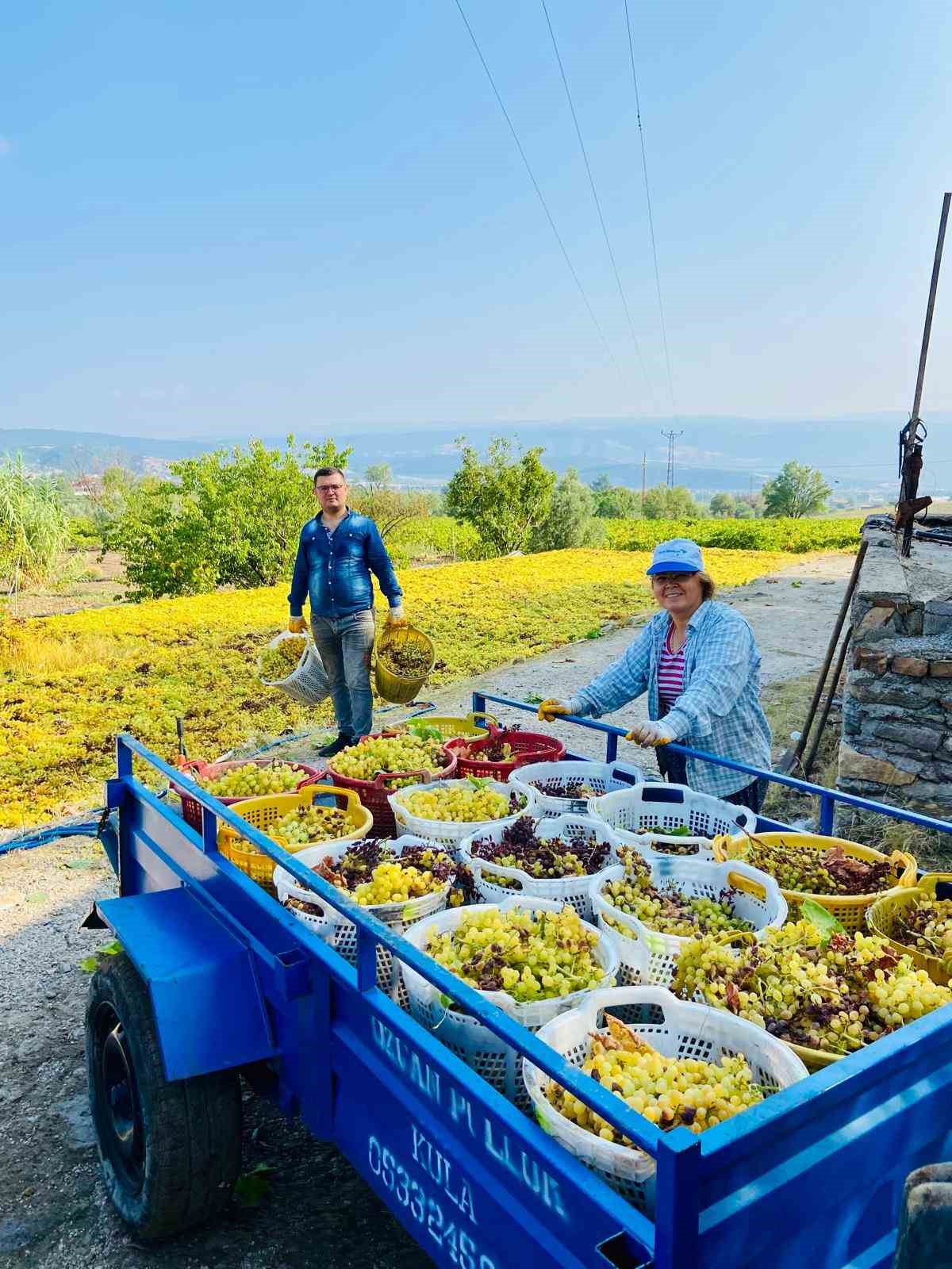 Yüksek sıcaklık üzümde kaliteyi arttırdı, verimi düşürdü
