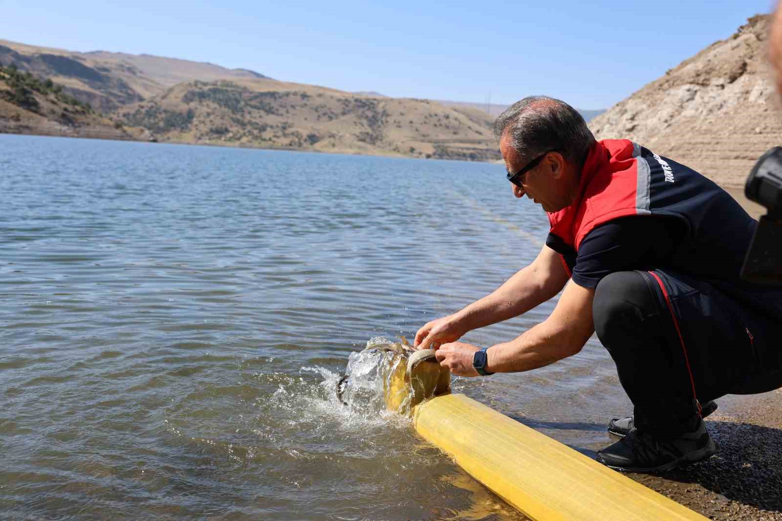 Kars’ta göllere 1 milyon 680 bin sazan balığı salındı
