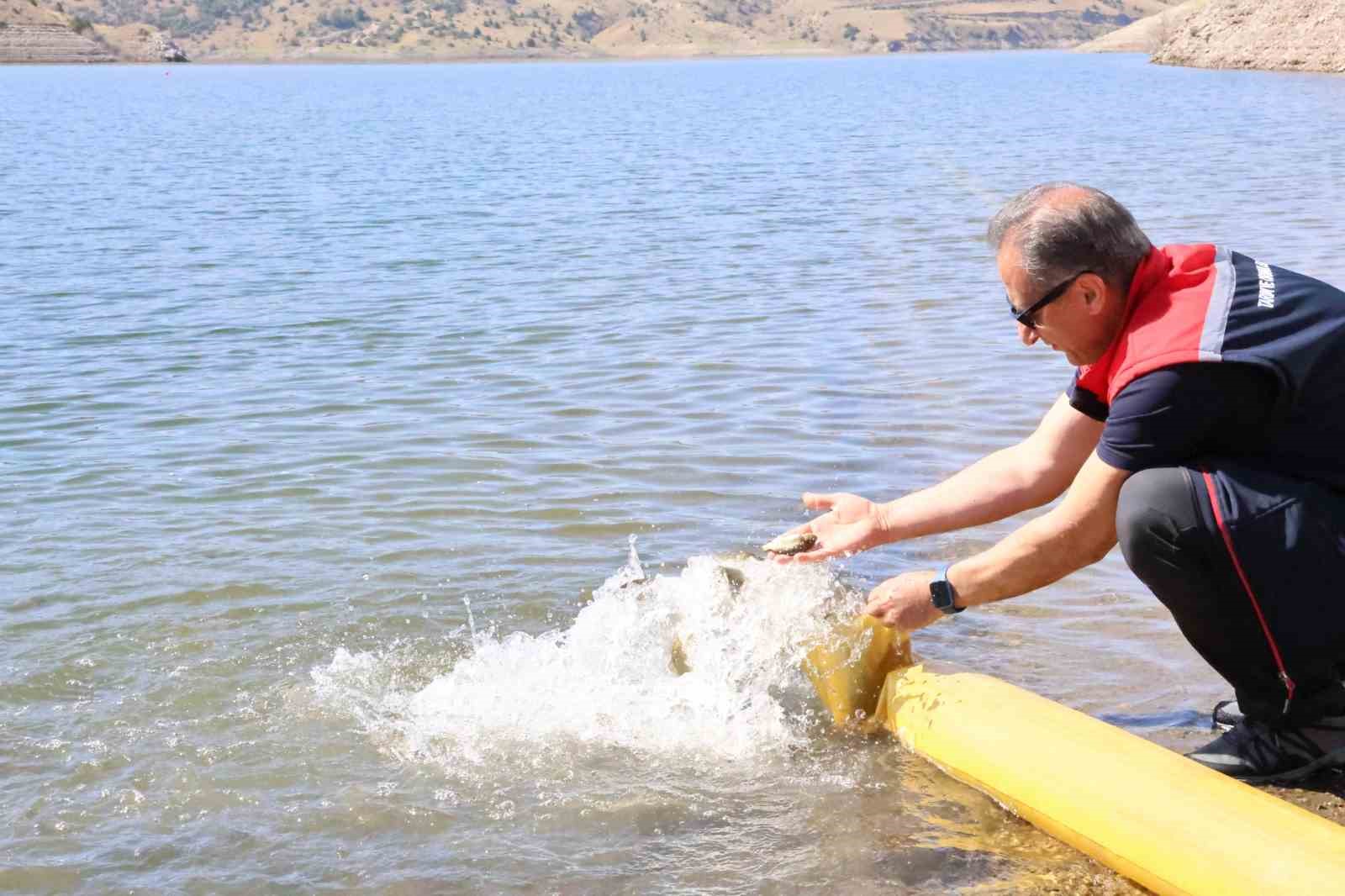 Kars’ta göllere 1 milyon 680 bin sazan balığı salındı
