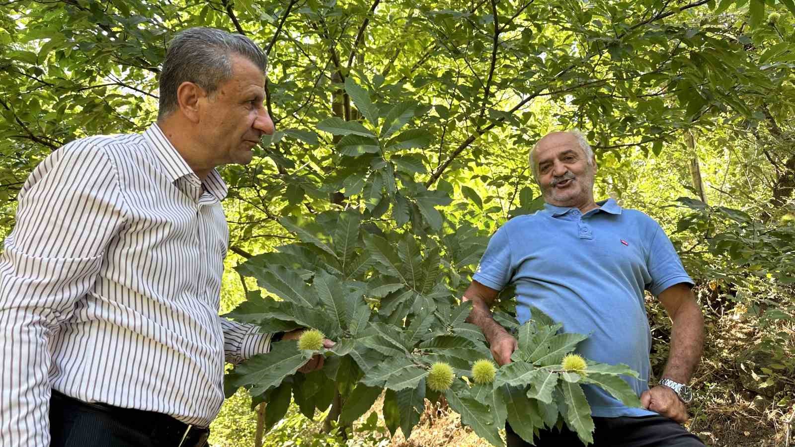 Yüksekova’da kestaneler canlanıyor: Ekim ayında hasada başlanacak
