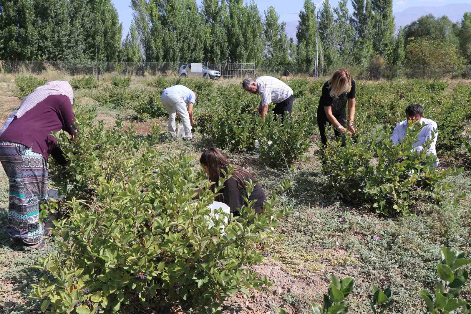 Erzincan’da “Süper meyve