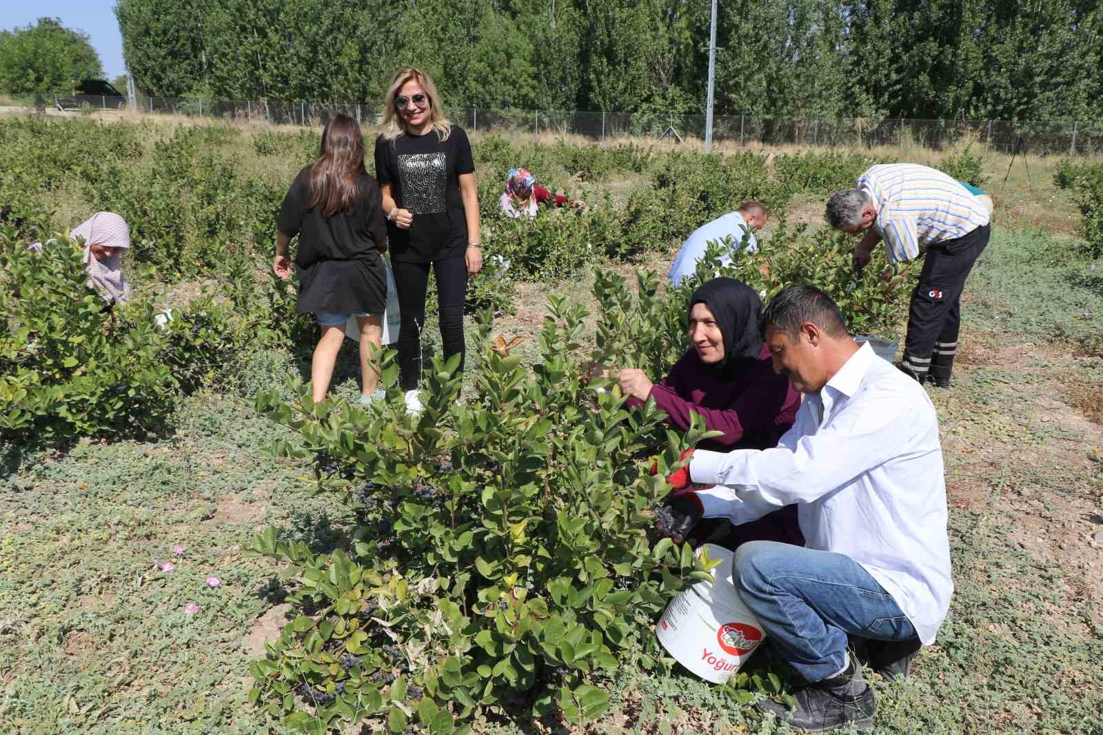 Erzincan’da “Süper meyve