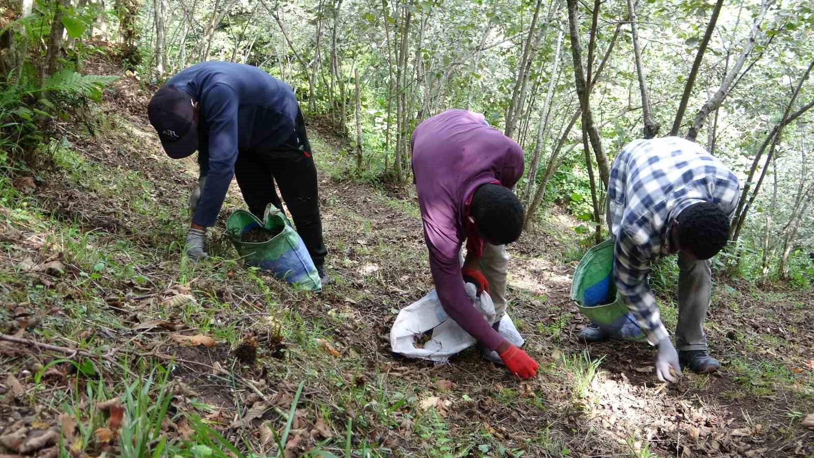 Afrikalı üniversite öğrencileri harçlıklarını fındık bahçesinden çıkartıyor
