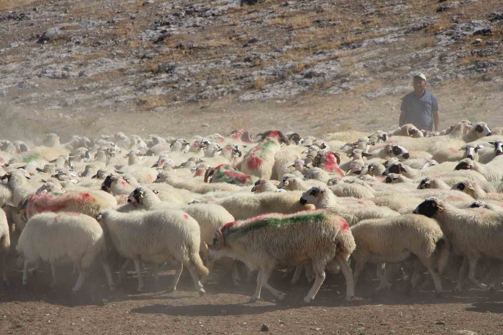 Koyunlarla koçlar peş peşe döndü, o anlar havadan görüntülendi
