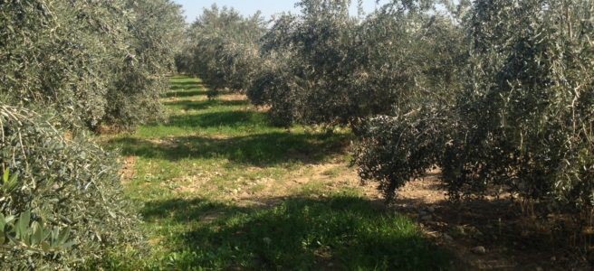 Fethiye’de nar ve zeytin üreticilerine zararlılarla mücadele uyarısı
