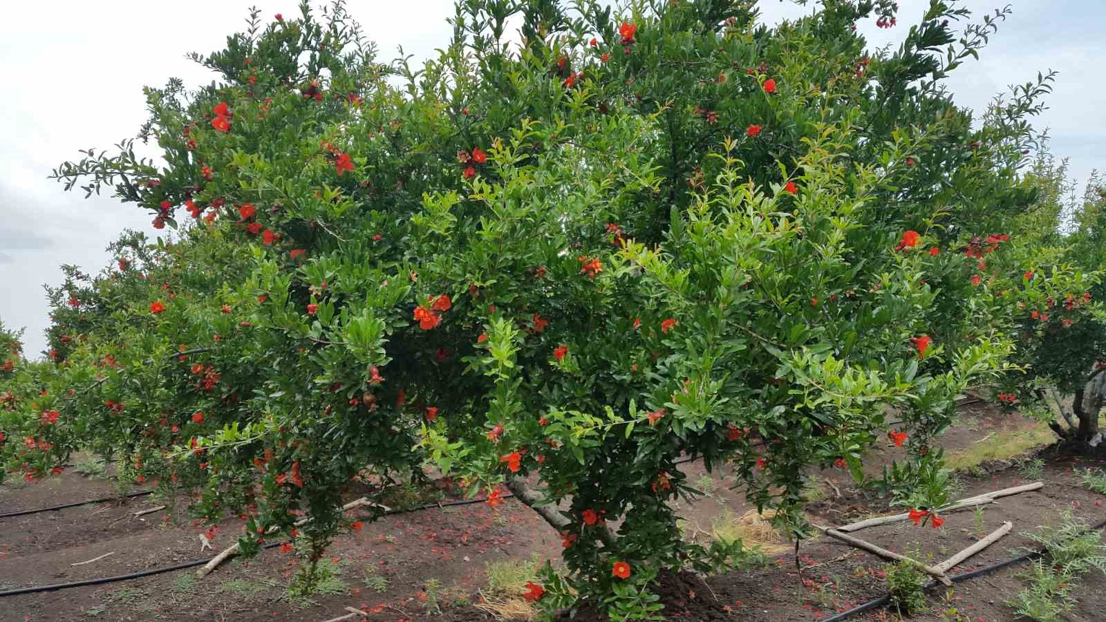 Fethiye’de nar ve zeytin üreticilerine zararlılarla mücadele uyarısı
