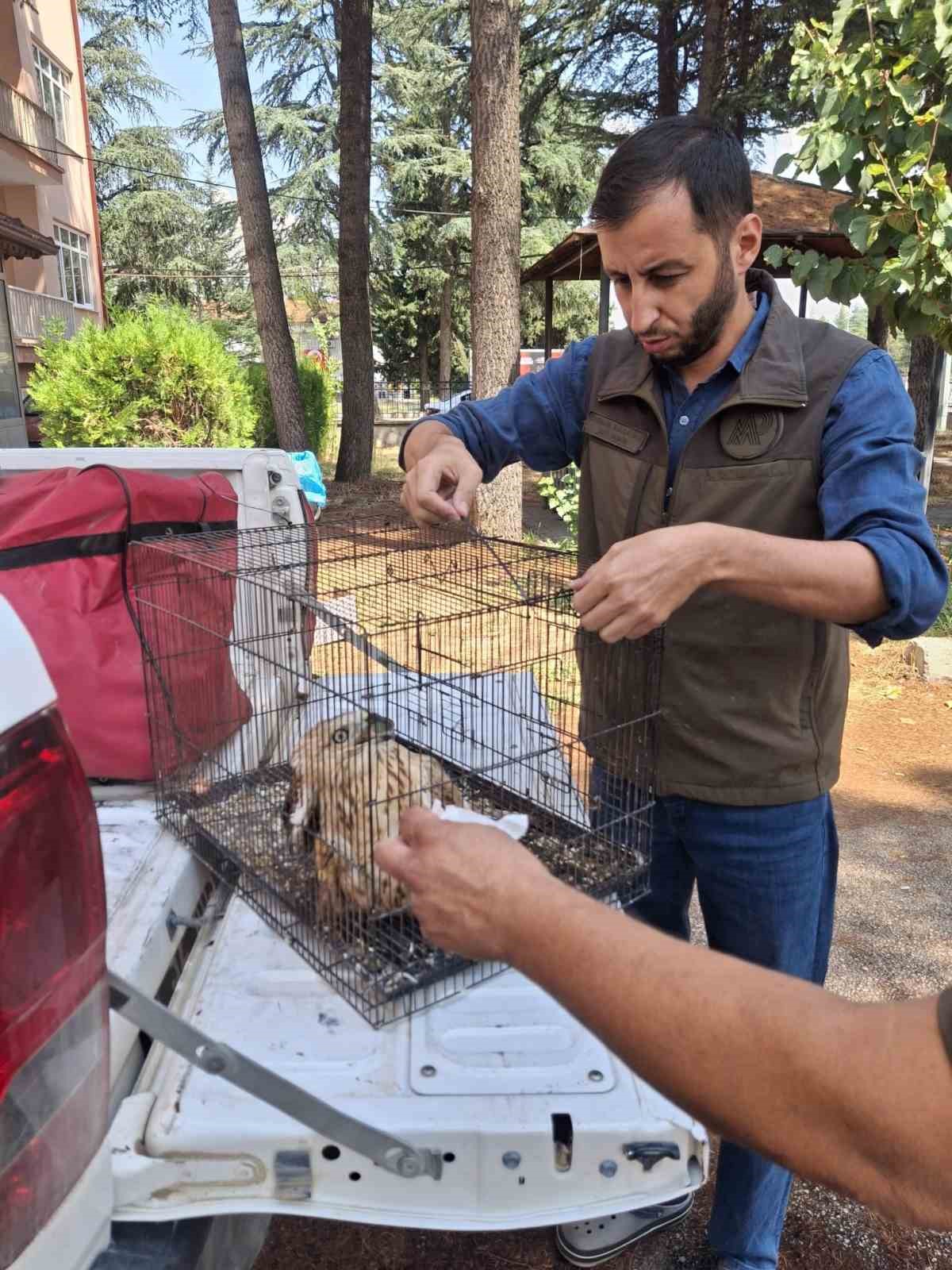 Yaralı bulunan kızıl şahin tedavi edilerek doğaya salındı
