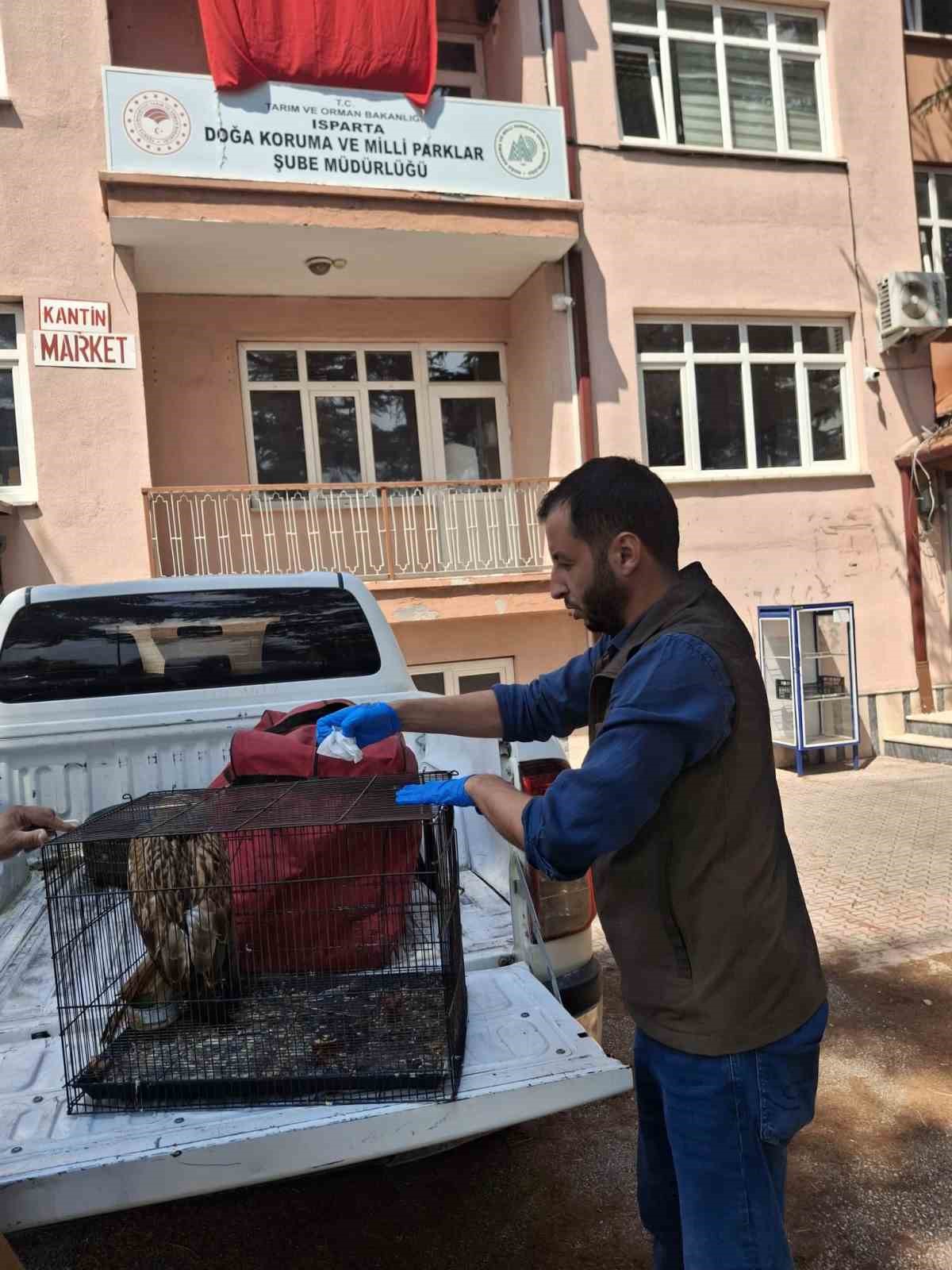 Yaralı bulunan kızıl şahin tedavi edilerek doğaya salındı
