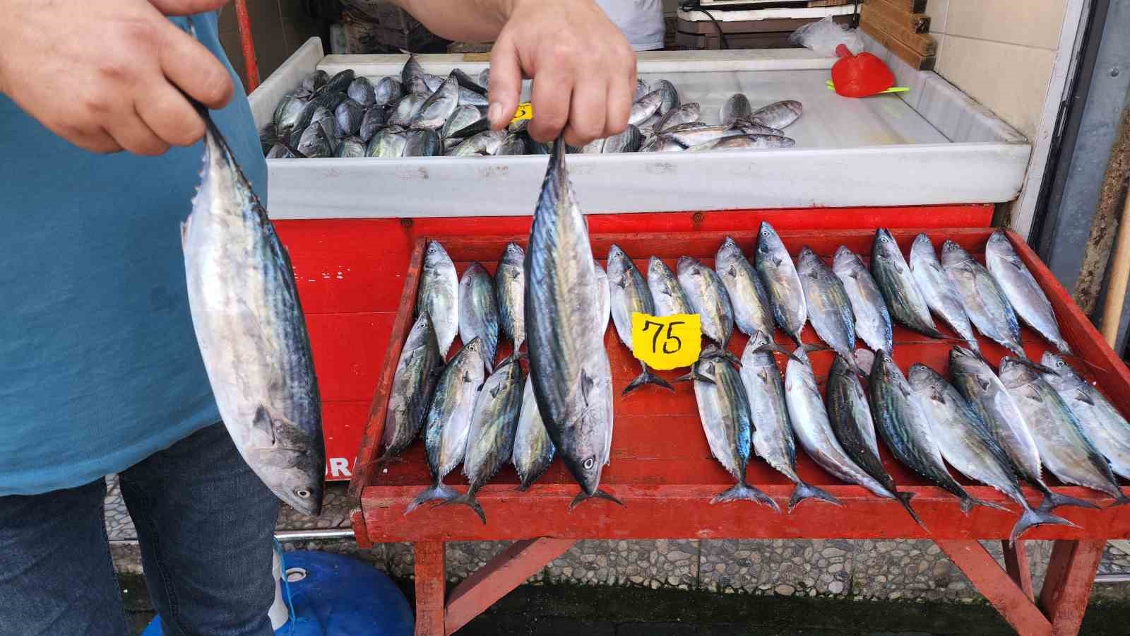 Zonguldak’ta balıkçılar dört günde 100 ton palamut avladı
