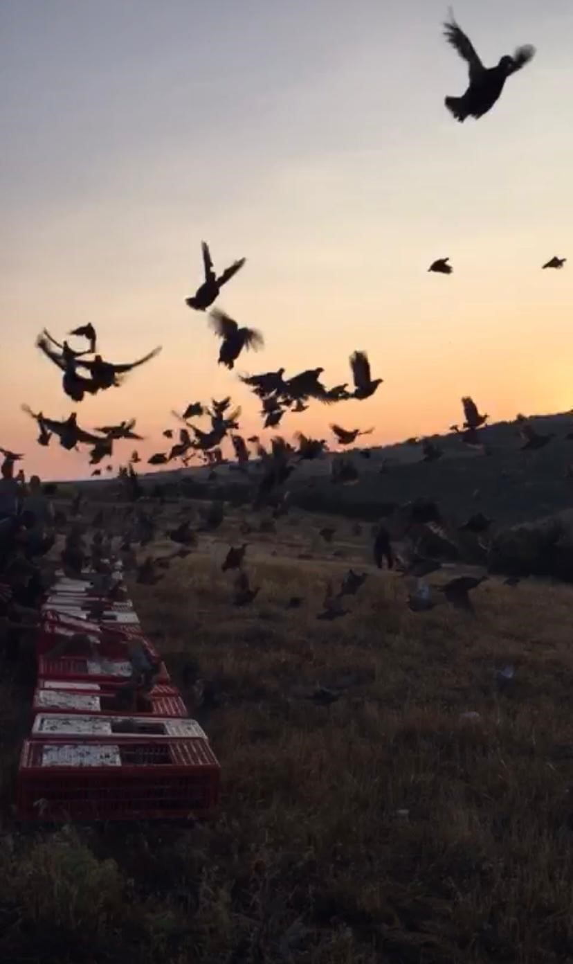 Isparta’ya getirilen bin adet çil keklik doğaya bırakıldı
