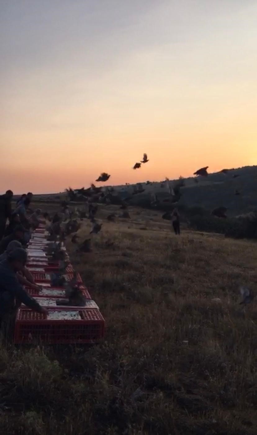 Isparta’ya getirilen bin adet çil keklik doğaya bırakıldı
