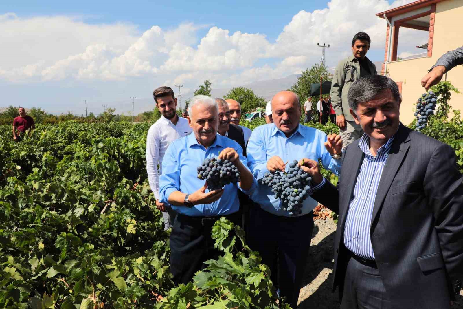 Yıldırım memleketinde Cimin üzümünün hasadına katıldı
