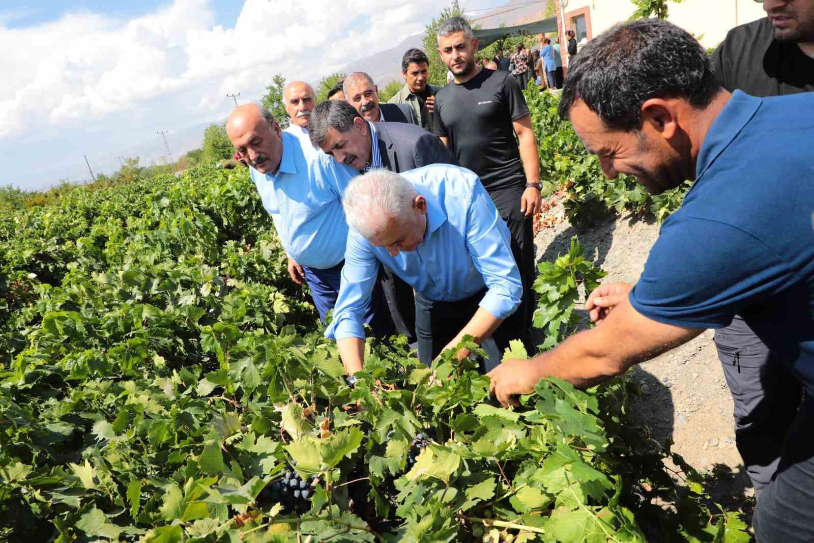 Yıldırım memleketinde Cimin üzümünün hasadına katıldı
