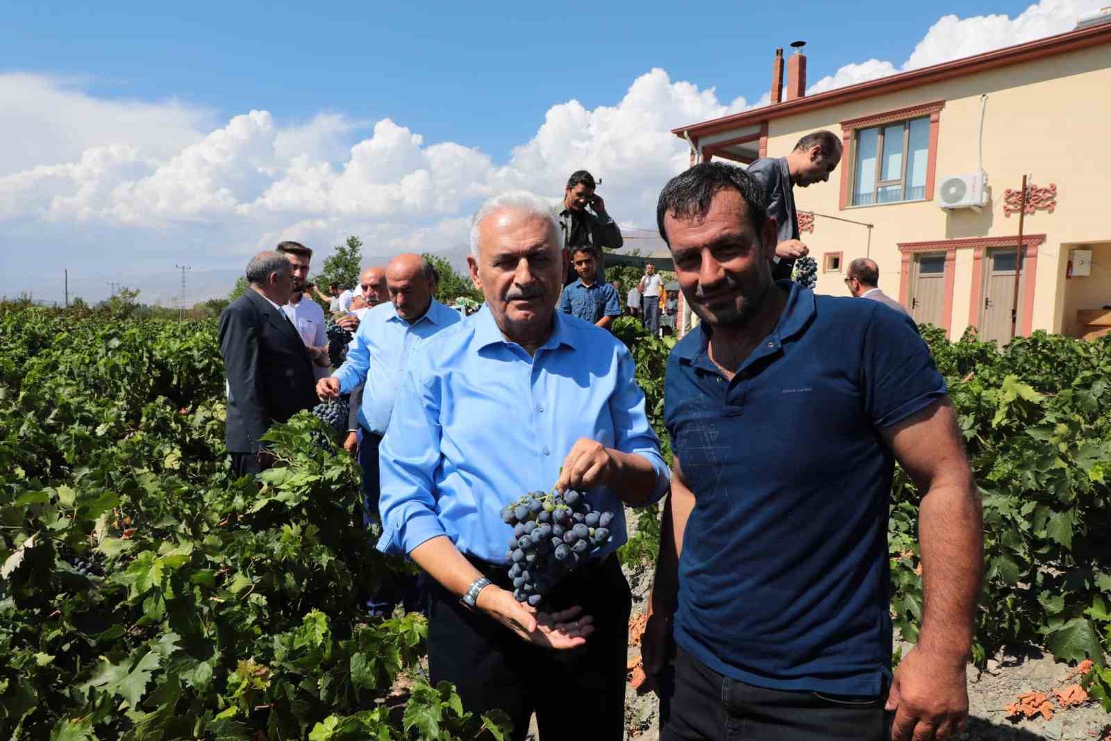 Yıldırım memleketinde Cimin üzümünün hasadına katıldı
