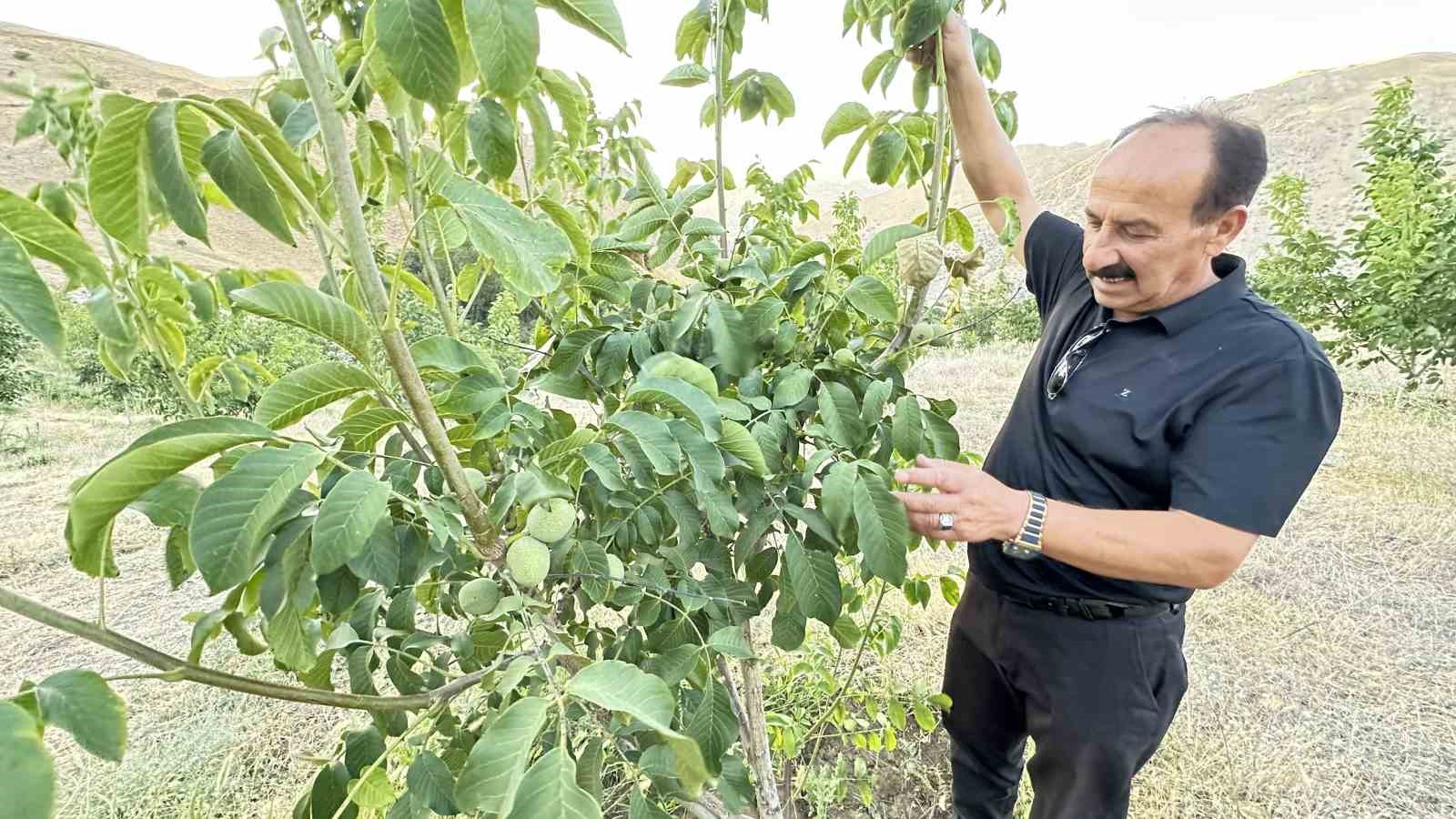 Yüksekova’da çiftçilerin tercihi ceviz ağacı
