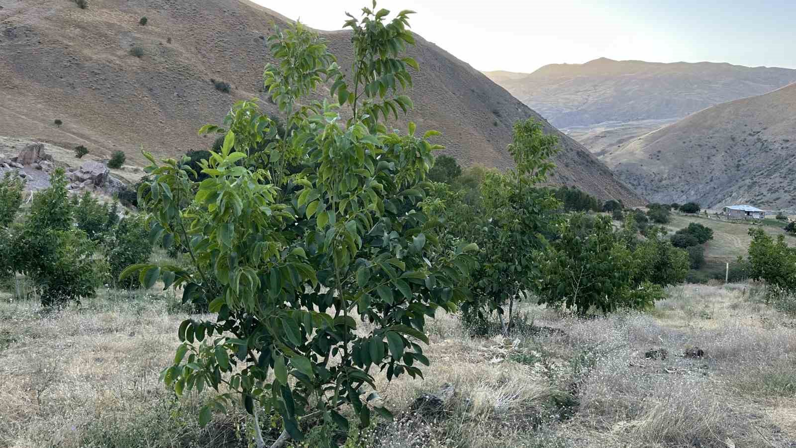 Yüksekova’da çiftçilerin tercihi ceviz ağacı
