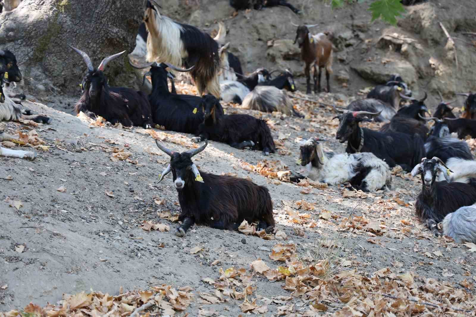 Keçilerin hareketlerini izleye izleye meteoroloji uzmanı oldu
