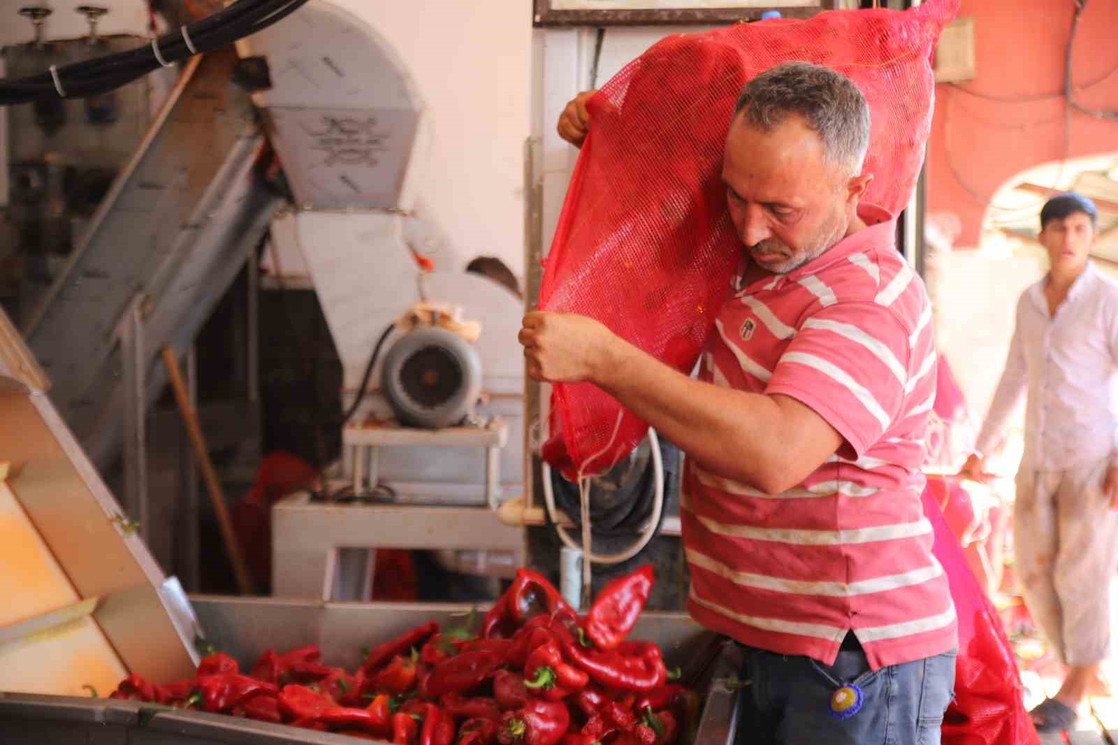 Gaziantep’te salça mesaisi başladı
