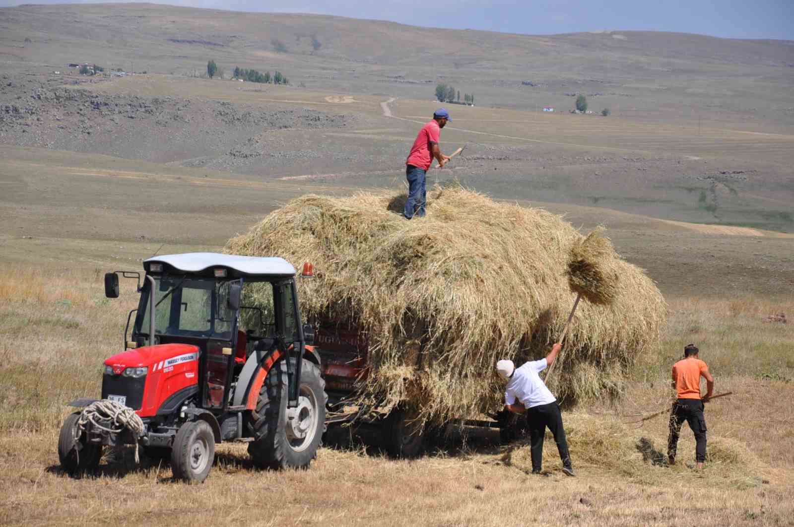 Kars’ta çiftçilerin sıcak havada ot toplama mesaisi
