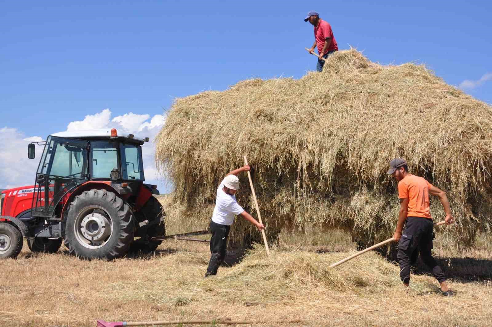 Kars’ta çiftçilerin sıcak havada ot toplama mesaisi
