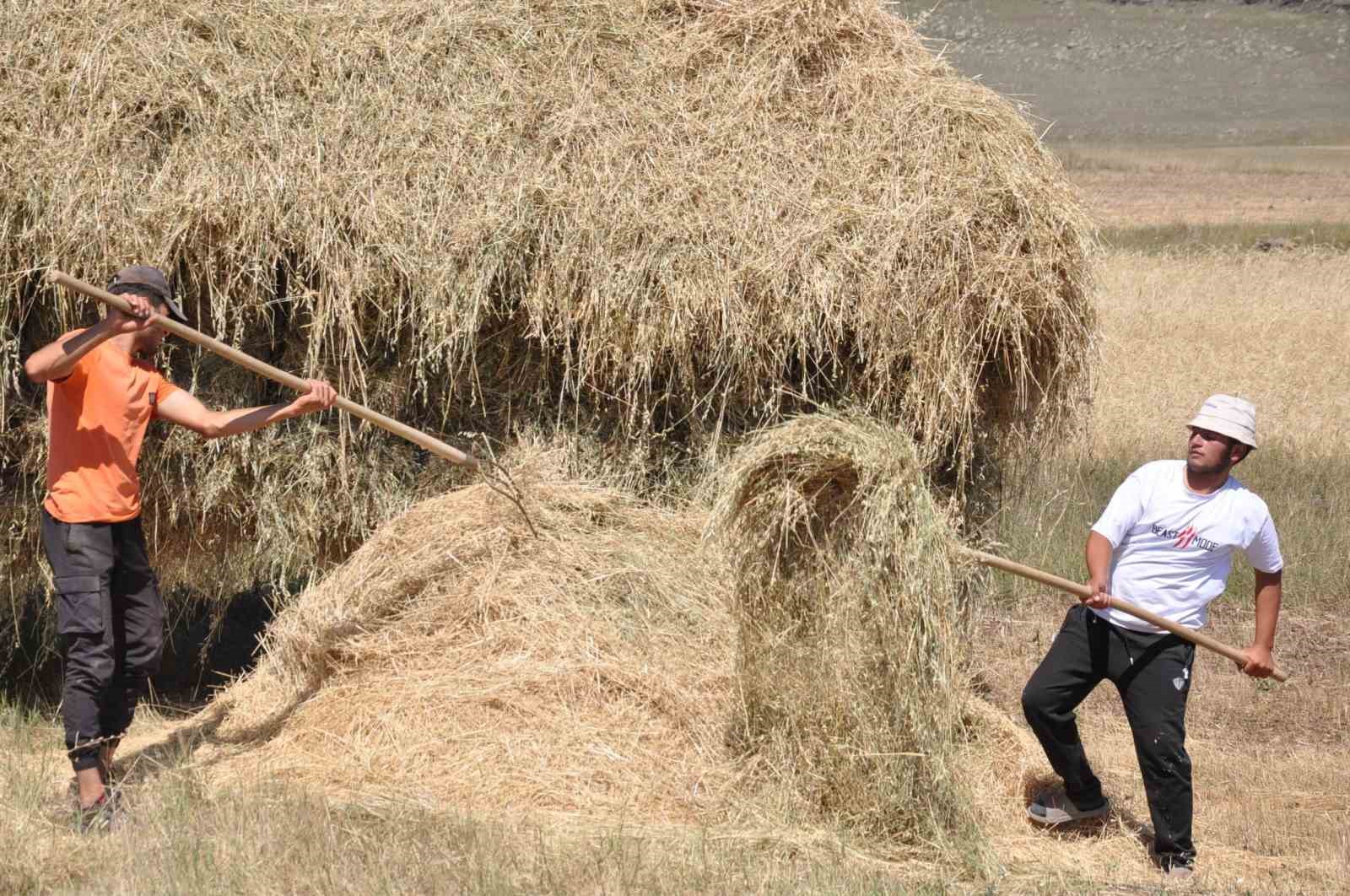 Kars’ta çiftçilerin sıcak havada ot toplama mesaisi
