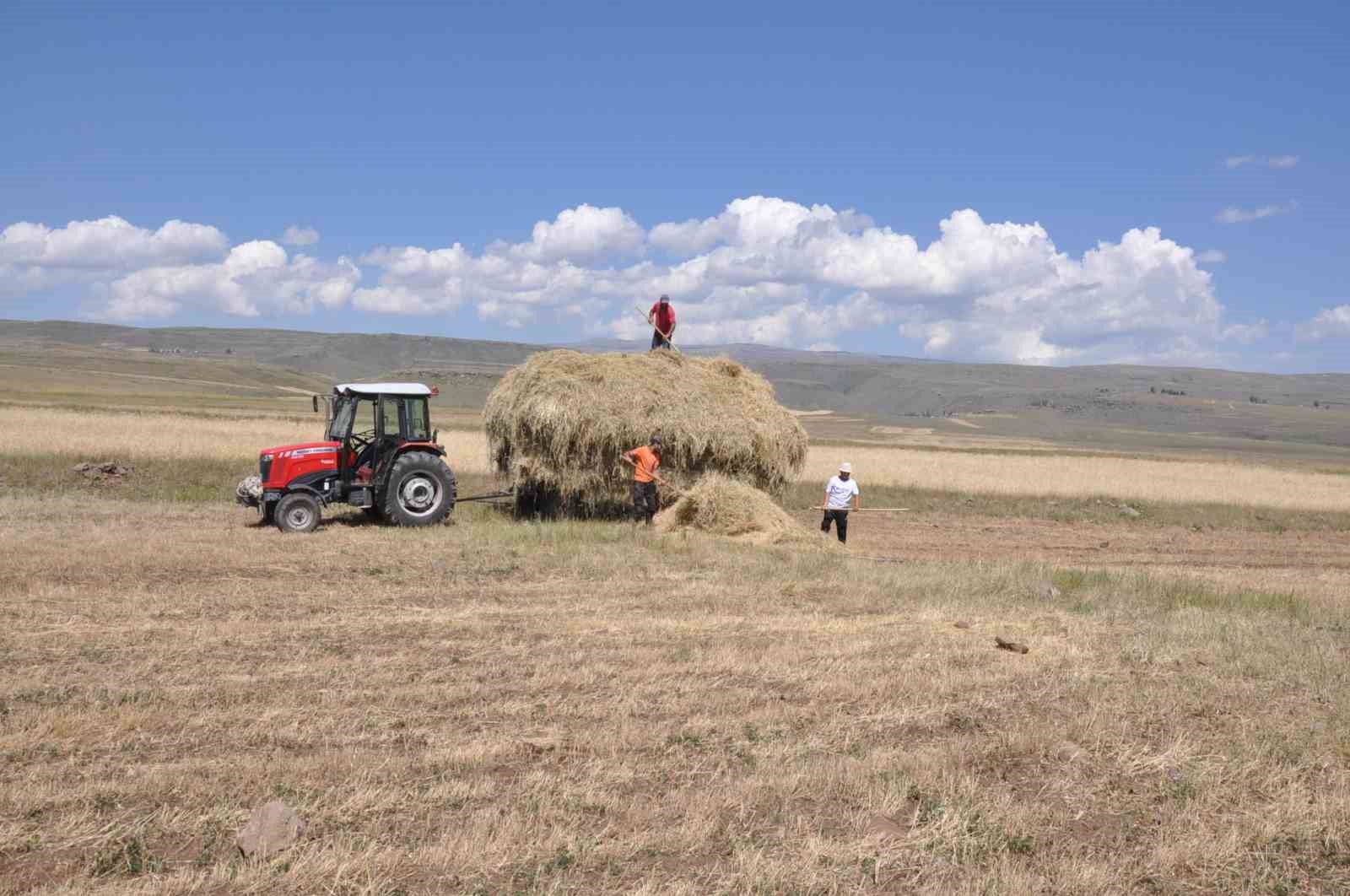 Kars’ta çiftçilerin sıcak havada ot toplama mesaisi
