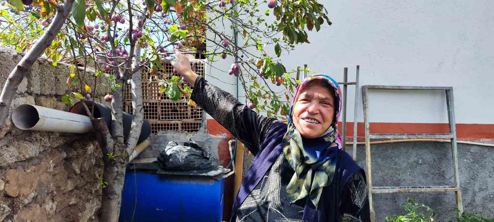 Bu ağaç kafaları karıştırdı, Ağustos’ta yaprak döktü, Eylül’de çiçek açtı
