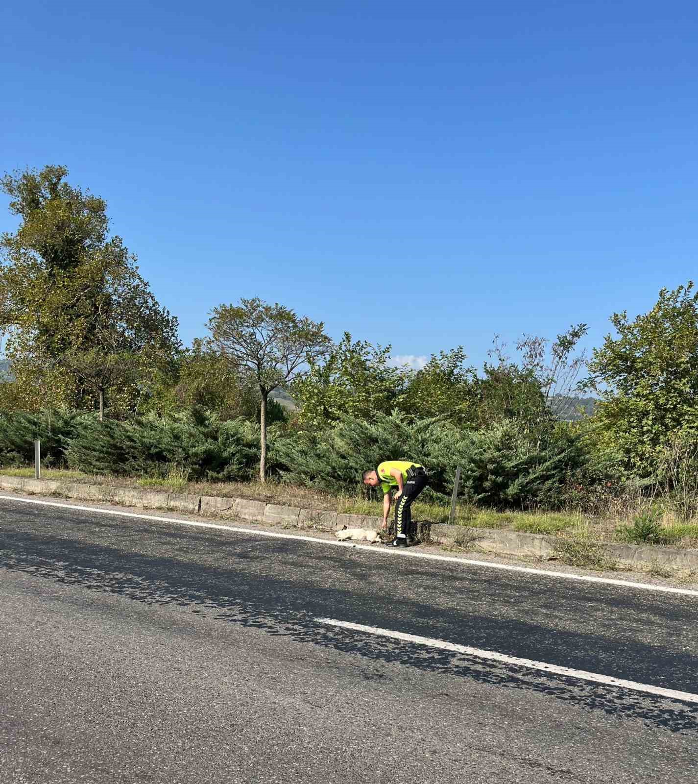 Polis ekipleri yaralı köpeği kurtardı
