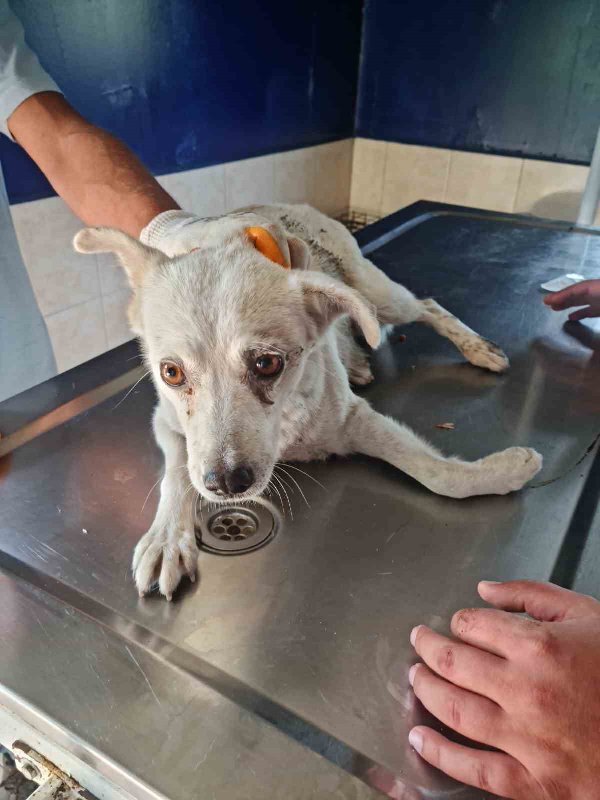 Polis ekipleri yaralı köpeği kurtardı
