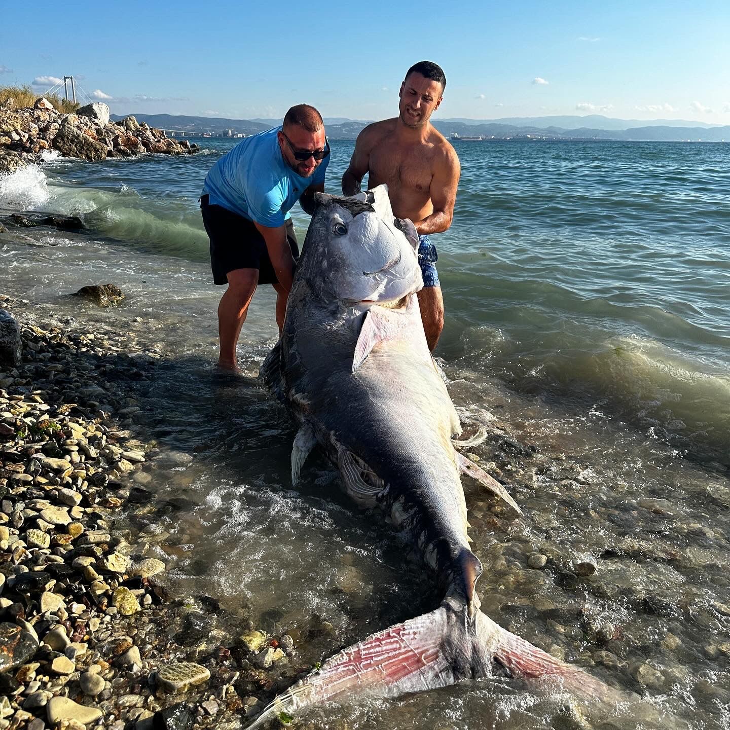 Marmara’da 2 dalgıç, 320 kilogram orkinos avladı
