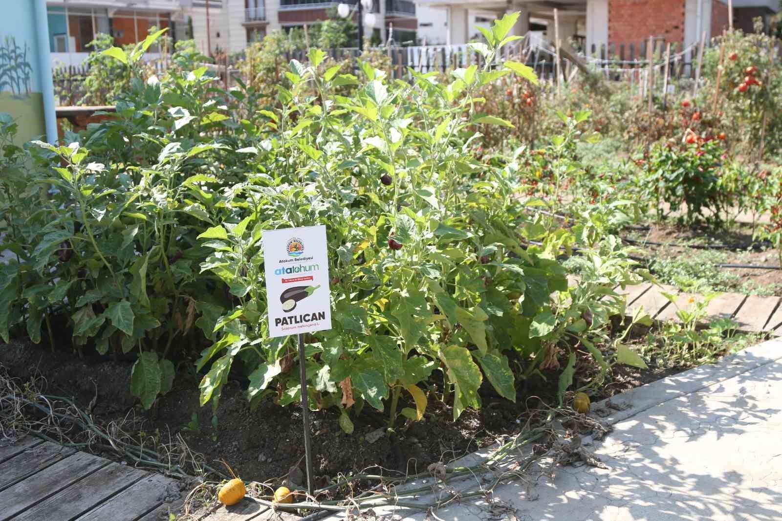 Ata tohumları üreticilere dağıtılacak
