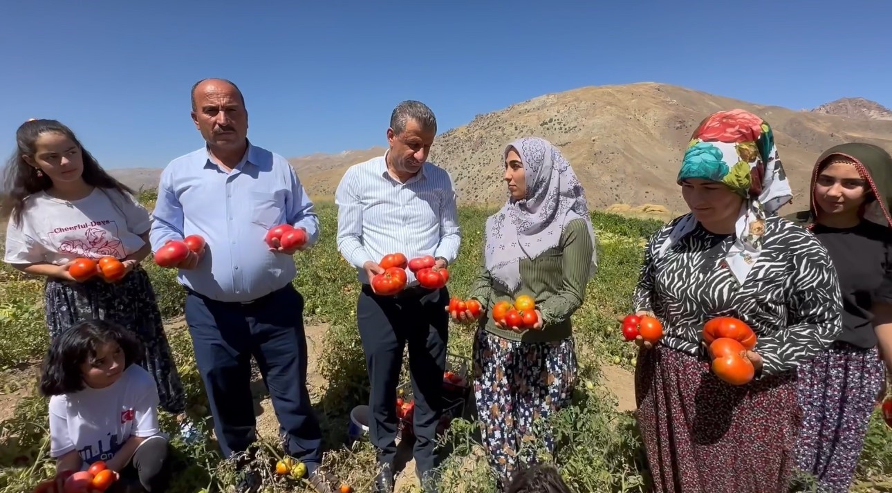 Yüksekova’da kadınların eliyle domates hasadına başlandı
