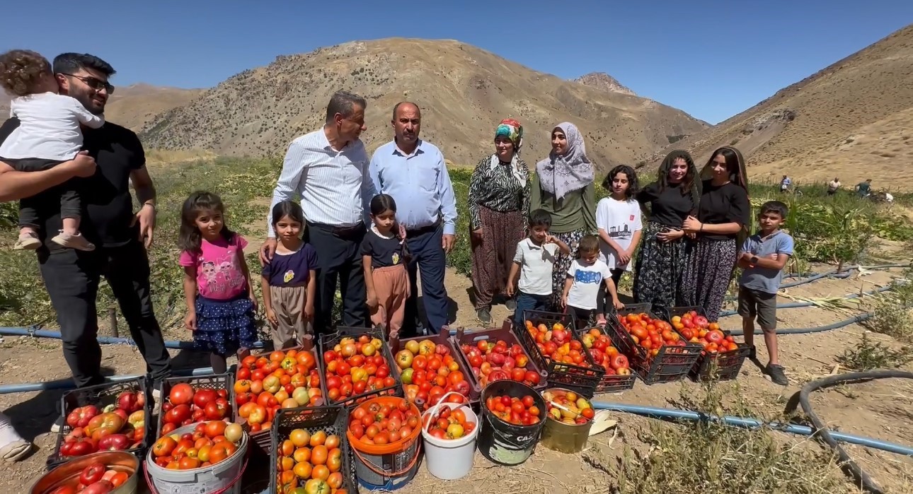 Yüksekova’da kadınların eliyle domates hasadına başlandı
