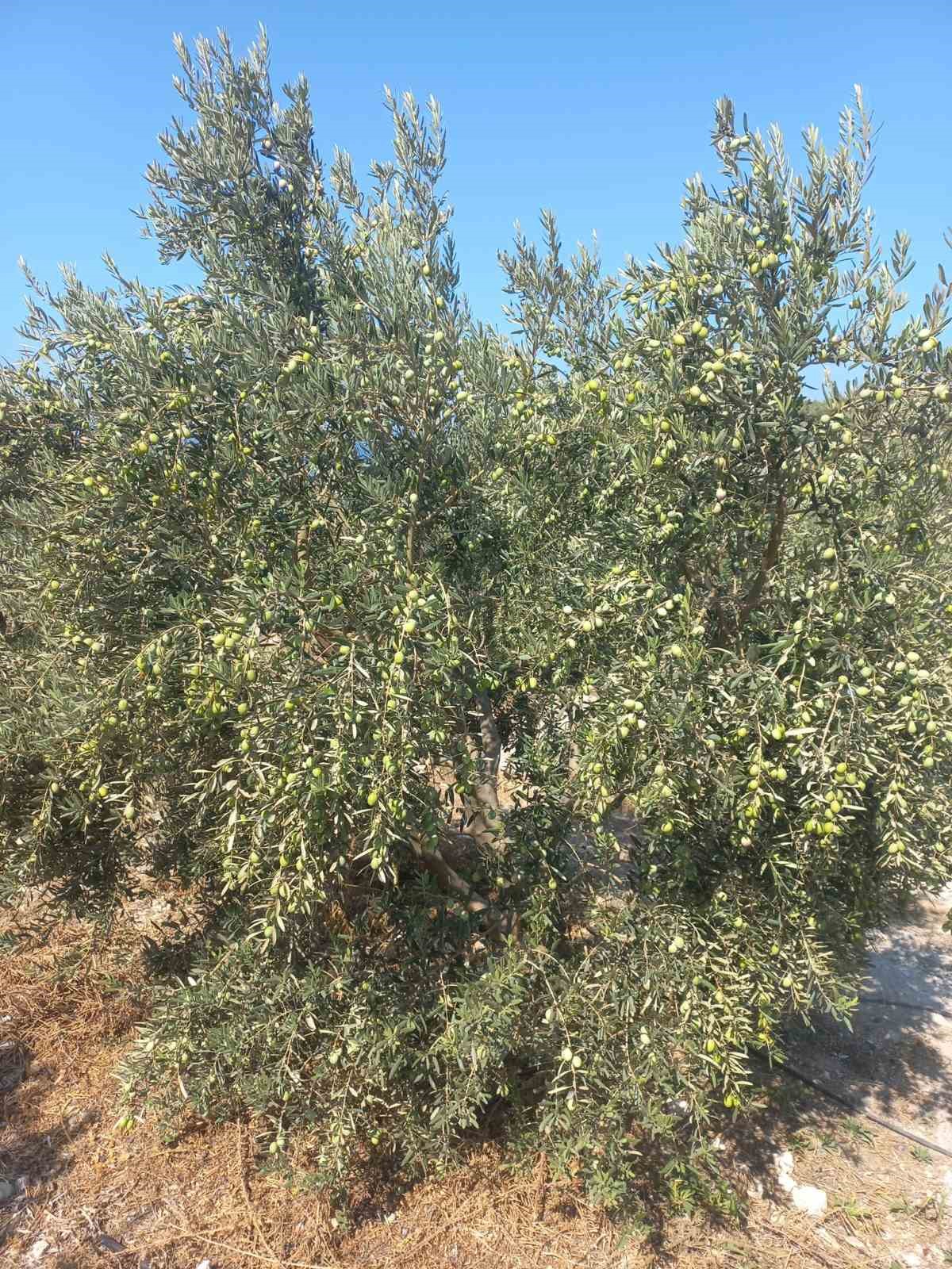 Aydın’da zeytin rekolte tahmin çalışmaları başladı
