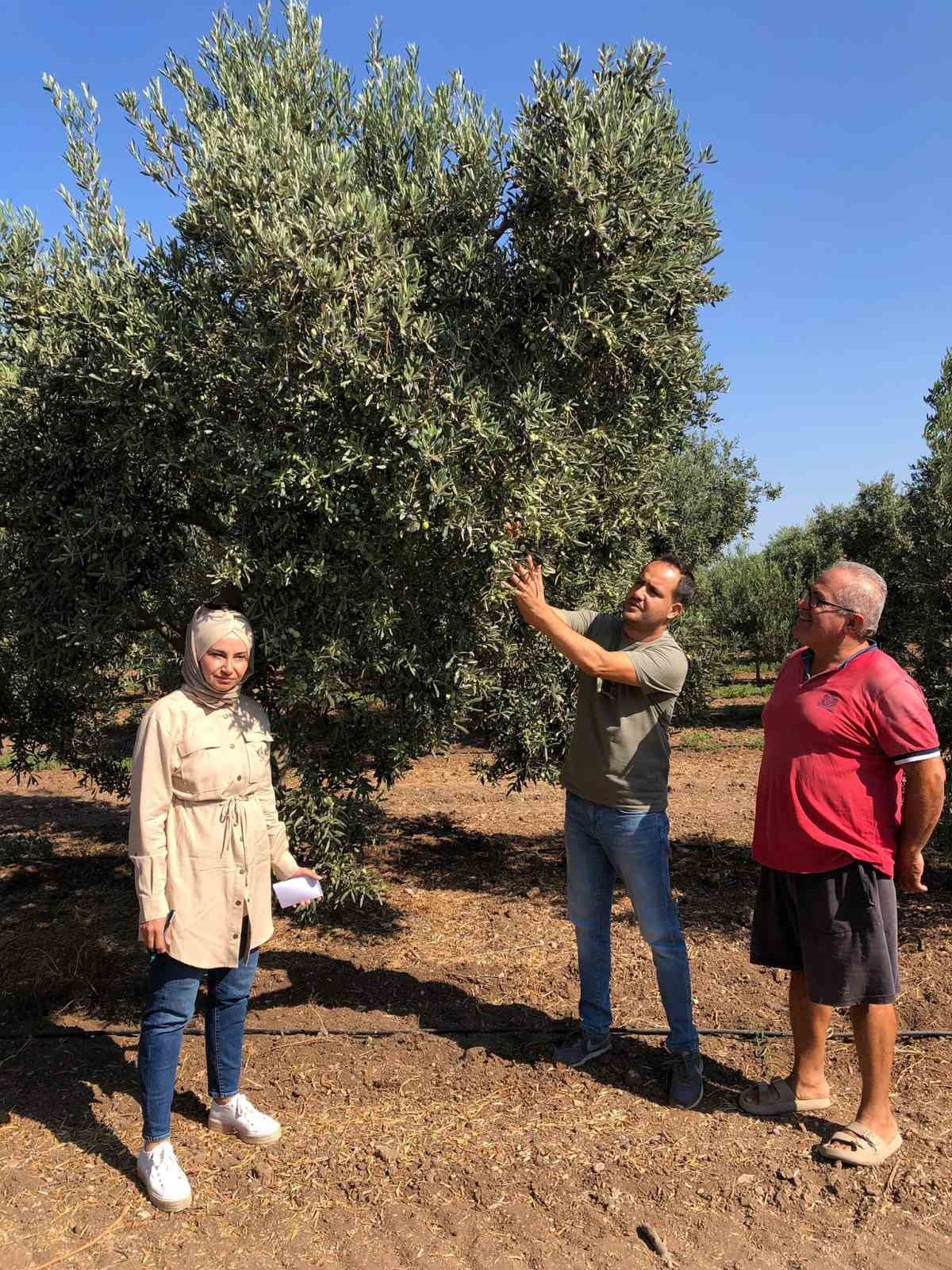 Aydın’da zeytin rekolte tahmin çalışmaları başladı
