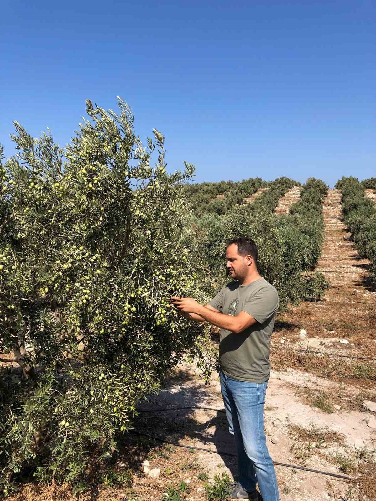 Aydın’da zeytin rekolte tahmin çalışmaları başladı
