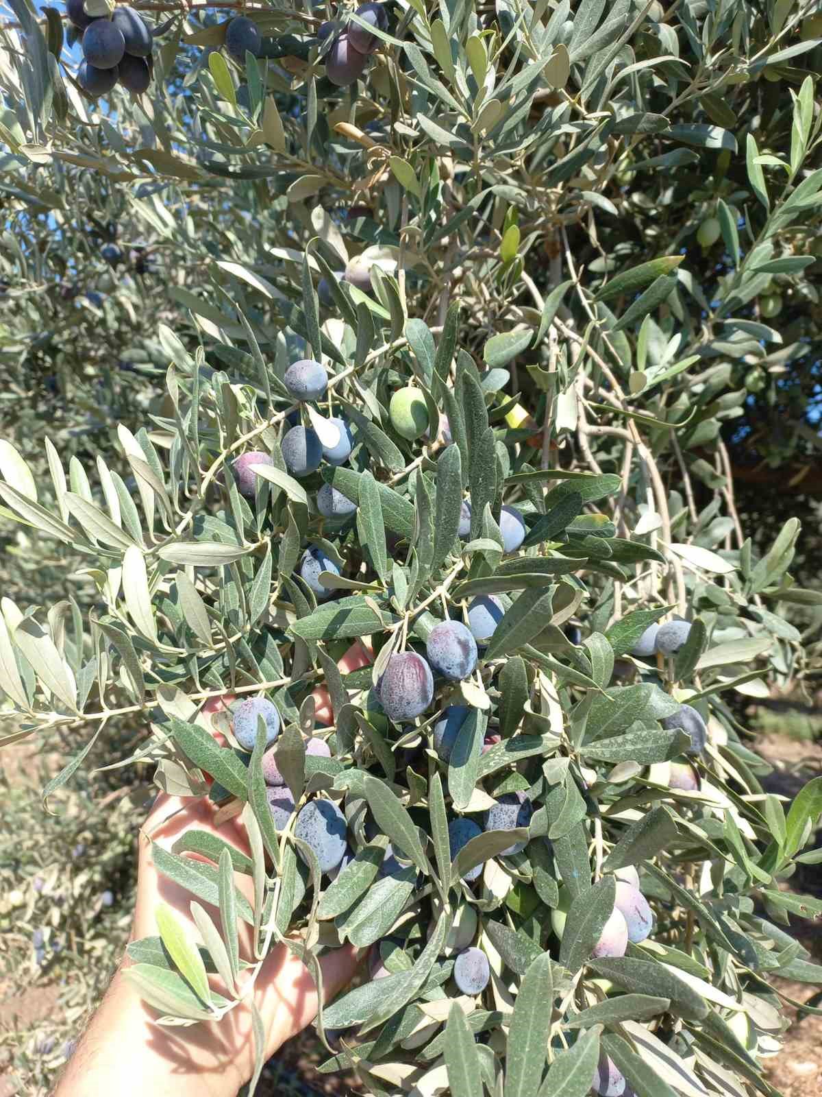 Aydın’da zeytin rekolte tahmin çalışmaları başladı
