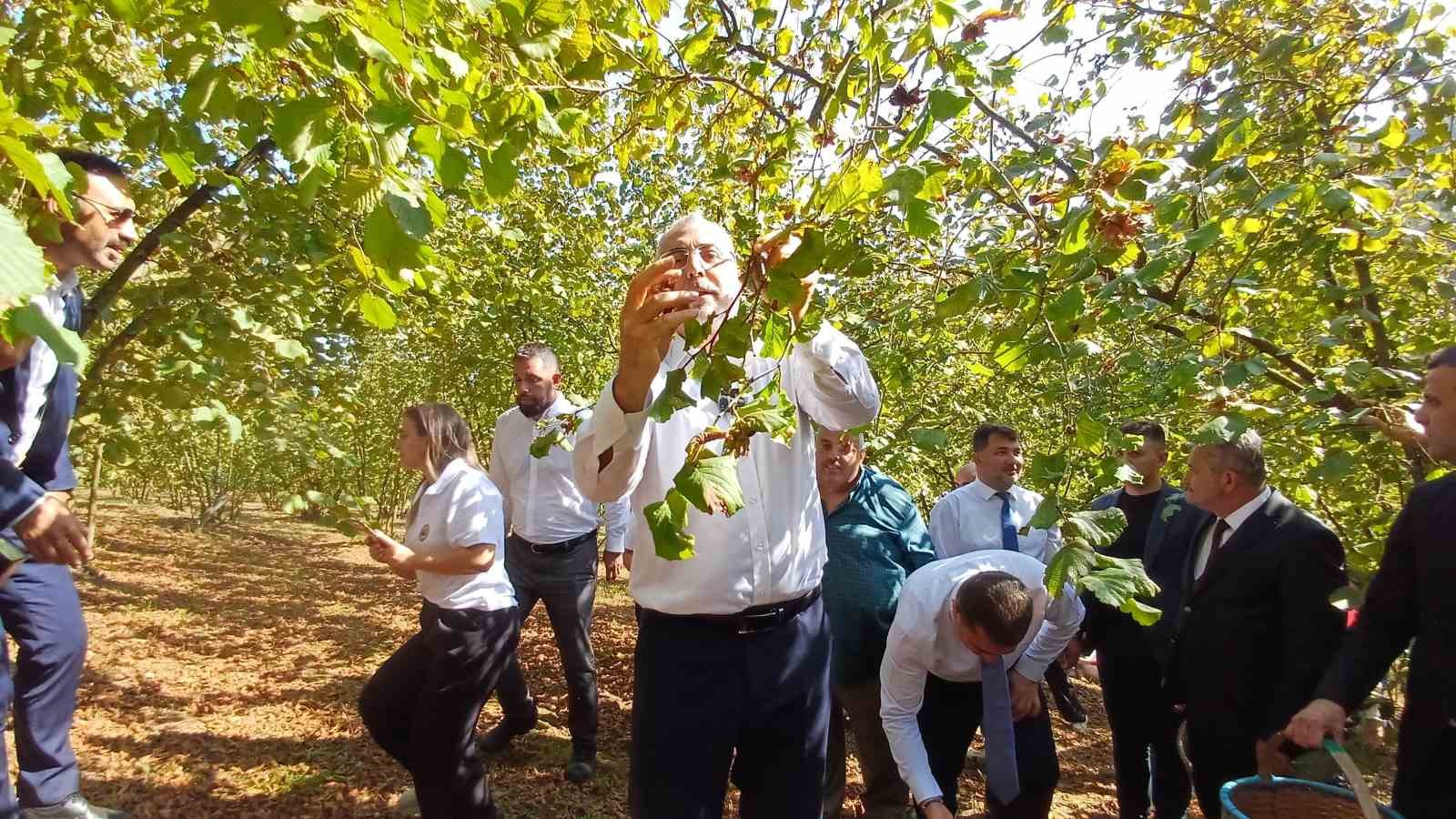 Bakan Işıkhan, işçilerle birlikte fındık topladı
