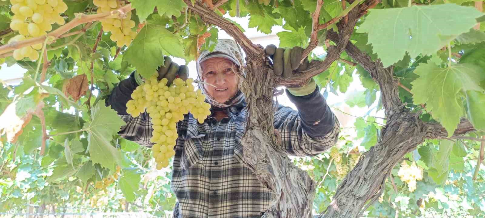 Devasa üzüm salkımını bulan işçiye bahşiş
